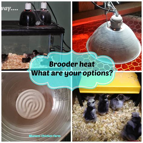 Image result for Brooder House Types