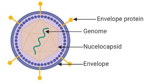 Basic Virus Structure 的图像结果
