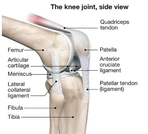 Proximal Tibia 的图像结果