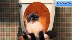 katze durchfall und erbrechen datemovie katzen durchfall hd katze durchfall und erbrechen datemovie katzen durchfall hd