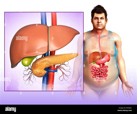 Illustration of liver and pancreas anatomy, with renal blood vessels ...
