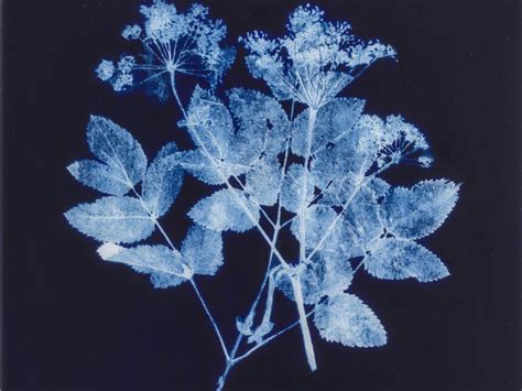Edward Chell. Bloom | Meer