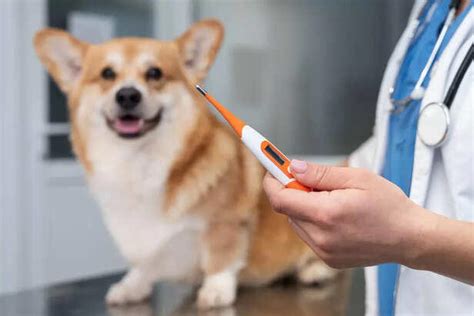 What Vaccines Do Dogs Need? A Complete Guide for Pet Owners
