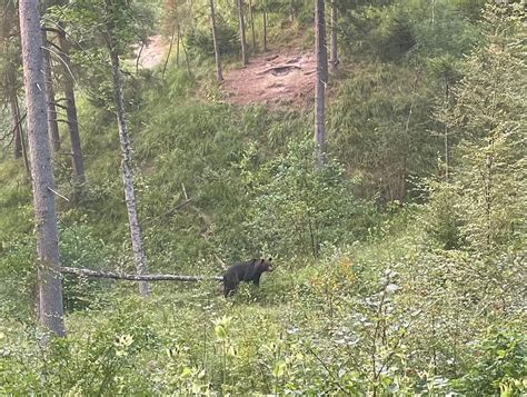 BEARS & WILDLIFE - All You Need to Know BEFORE You Go 2026 (with Photos ...