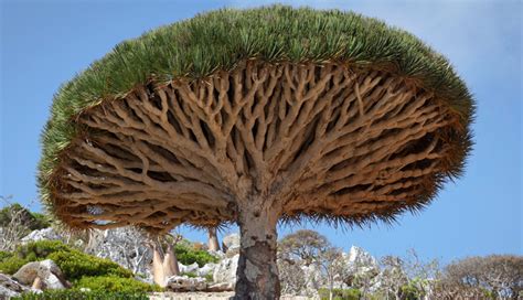 10 Endangered Species of Trees - lifeberrys.com
