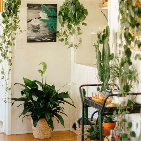 Bathroom Plants No Light - Plant Ideas