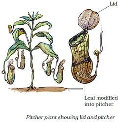 Pitcher plant traps insects because it:a)grows in soils which lack in ...