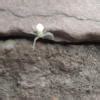 Compare the diameters of the sun and the moon if the diameter of the ...