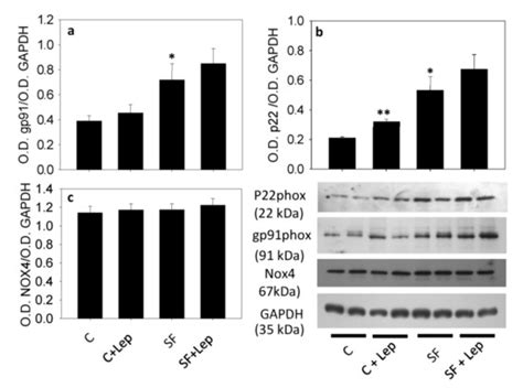 Smooth Muscle Cells from a Rat Model of Obesity and Hyperleptinemia Are ...
