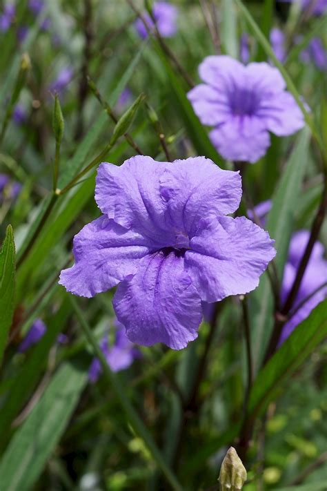 Ruellia simplex - UF/IFAS Assessment - University of Florida, Institute ...