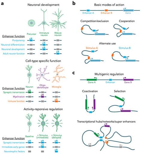Genomic Enhancers in Brain Health and Disease