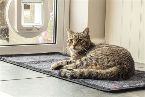 DIY Cat Door for Window | Twigandthistle