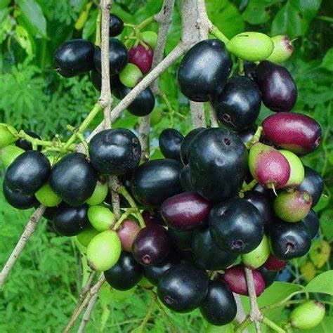 Jamun plant kg 10 fruit (Pack of 1 Healthy live plant : Amazon.in ...