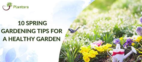 Image result for Spring Gardening Tips