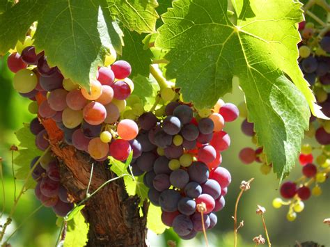 Free Images : branch, grape, vine, wine, fruit, leaf, flower, summer ...