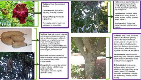 Ethnobotany, Phytochemistry and Pharmacological Activity of Kigelia ...