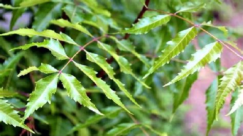 कडूलिंबामुळे स्कॅल्पच्या संसर्गापासून सुटका मिळते, कसे वापराल - Neem ...