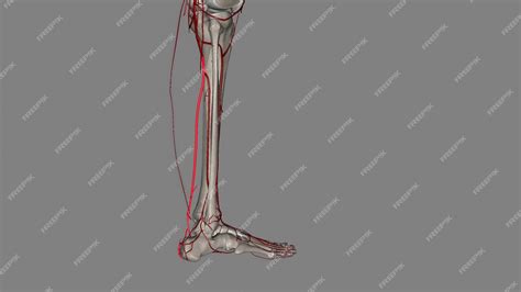 La arteria tibial posterior comienza en el borde inferior del poplíteo como una de las dos ramas ...
