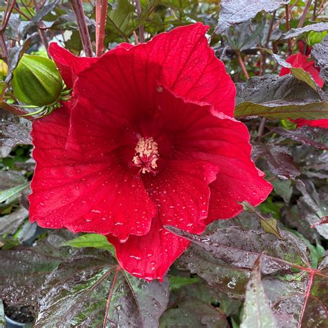 Hibiscus ‘Midnight Marvel’ PP24,079 - Cavano’s Perennials