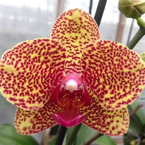 Phalaenopsis: uprawa i pielęgnacja orchidei | Faterra