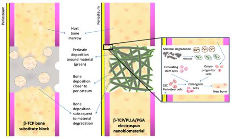 In Vivo Evaluation of Bone Regenerative Capacity of the Novel ...