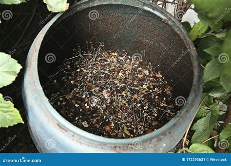 A Backyard Composting Barrel Stock Image - Image of conscious, food ...