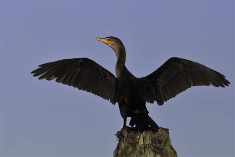 Double-crested Cormorant - Channel Islands National Park (U.S. National ...