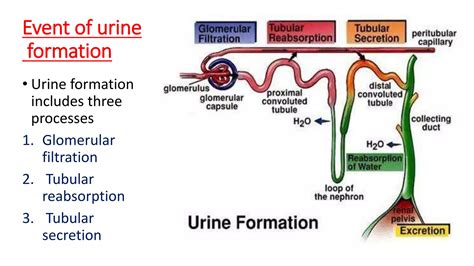 Structure and function of kidney , structure of nephron and urine formation | PPTX