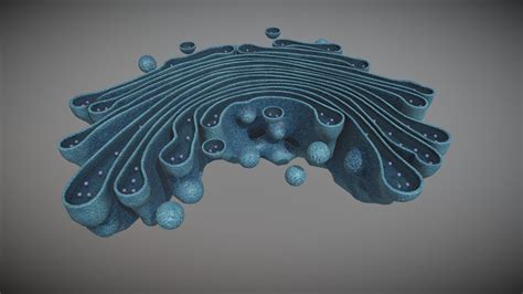 Golgi Body 3d Model