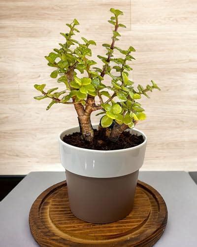 Amulya FARMS & NURSERY Jade Plant/Feng Shui Jade with Black Pot, Lucky ...