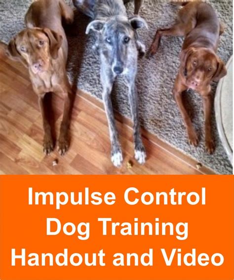 Impulse Control Exercises for Dogs 的图像结果