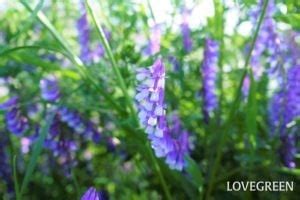 Image result for List View Example XML Android