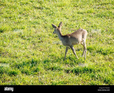 Browsing Animals 的图像结果