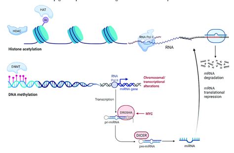 DNA Modification 的图像结果