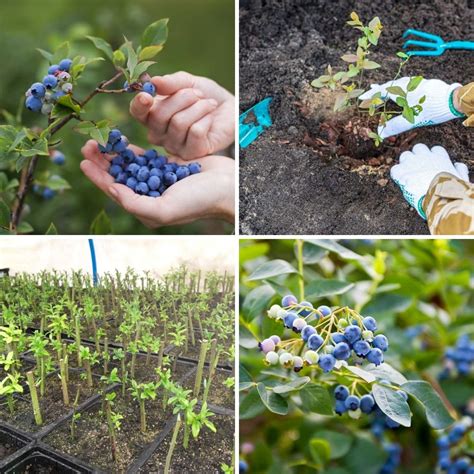3 Tips to Propagate Blueberries from Cuttings + How to Do it - DIY & Crafts - can you grow blueberries from a blueberry