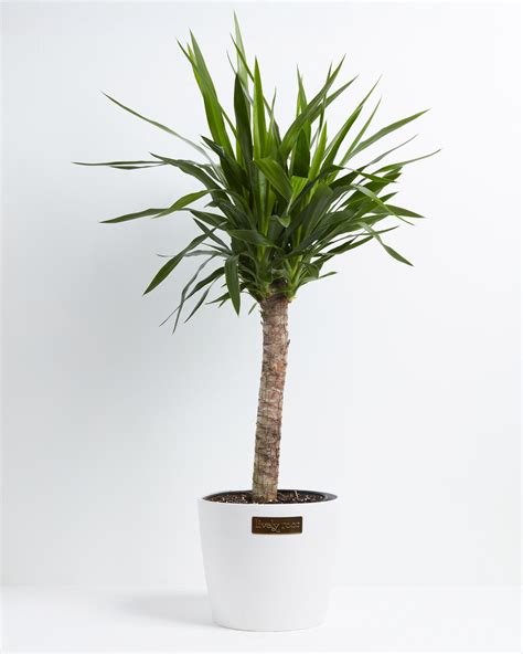 Yucca Cane Plant For Sale Including Large Full Grown Options