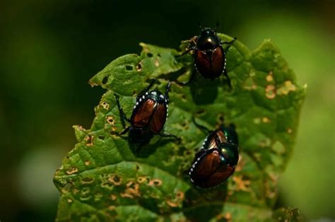 Do Japanese Beetles Bite