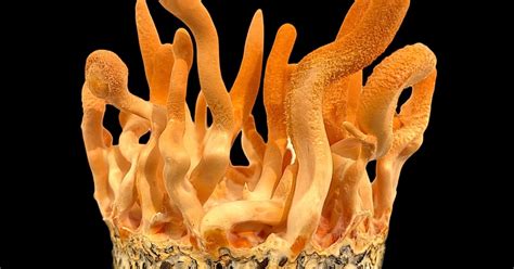 Cordyceps militaris mushroom and Cultivation Techniques | Functional ...