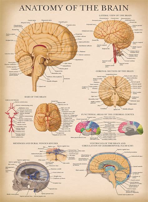 Amazon.com: Palace Learning Vintage Brain Anatomy Poster - Laminated - Anatomical Chart of the ...