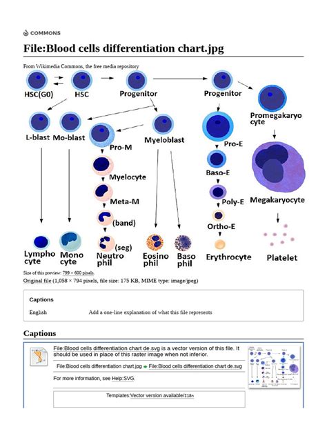 Image result for Blood Cell Lineage Chart