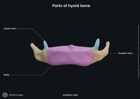 Hyoid bone | Anatomy.app
