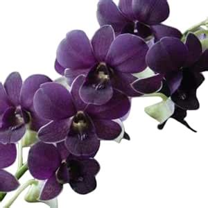 Oxygreenplant P0707 Sakda Blue,Orchid,Dendrobium nobile,Noble ...