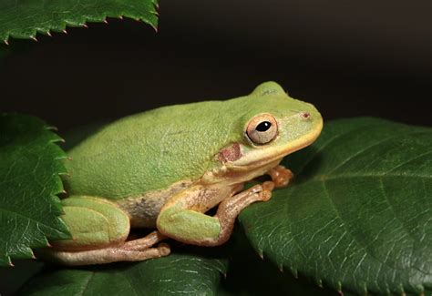 Image result for Tree Frog Catching