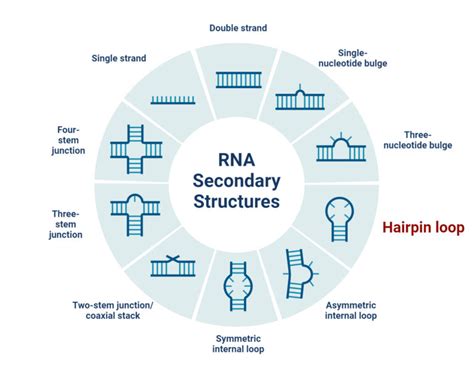 RNA Loop 的图像结果