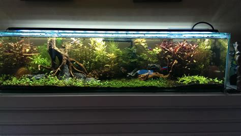 What is your dream 10 gallon tank set-up? - General Chat - C.A.R.E.