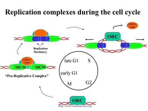 Image result for Pre-Replication Complex