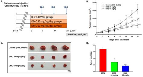 Demethoxycurcumin Suppresses Human Brain Glioblastoma Multiforme GBM ...