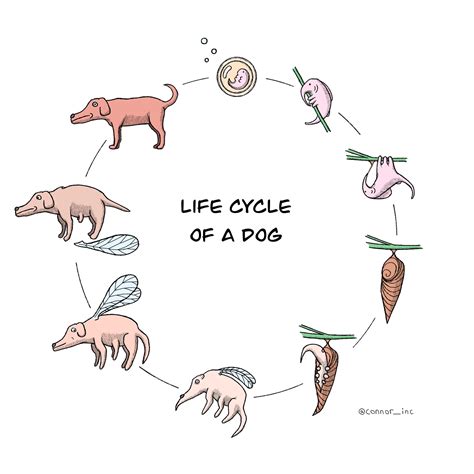 Life Cycle of a Dog : r/Illustration