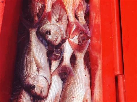 KEEN AS FISH (2026) All You Need to Know BEFORE You Go (with Photos ...