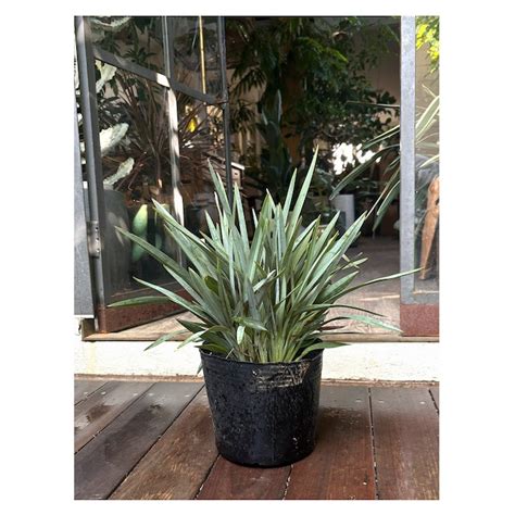 Dianella revoluta 'Blue Stream' | Seeding